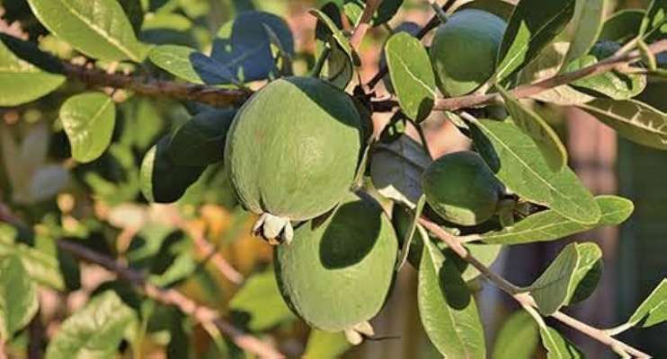 تصویر 2 از فروش نهال فیجوا بالغ + شناسنامه دار