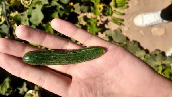 تصویر 1 از خرید و قیمت خیارشور فله بدون سبزی + فروش عمده