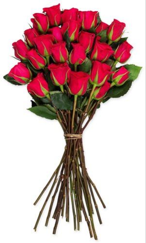 فروش گل شاخه بریده