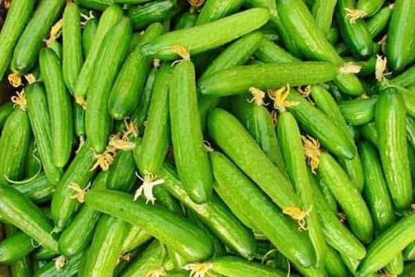 تصویر 4 از قیمت خرید خیارشور نول + فروش ویژه