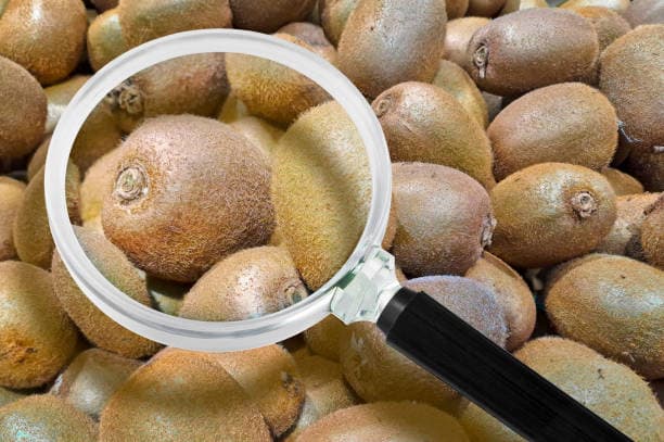 تصویر 5 از قیمت خرید کیوی هایوارد درجه یک + فروش ویژه