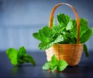 تصویر 4 از فروش عرق نعنای سنگین + صادرات