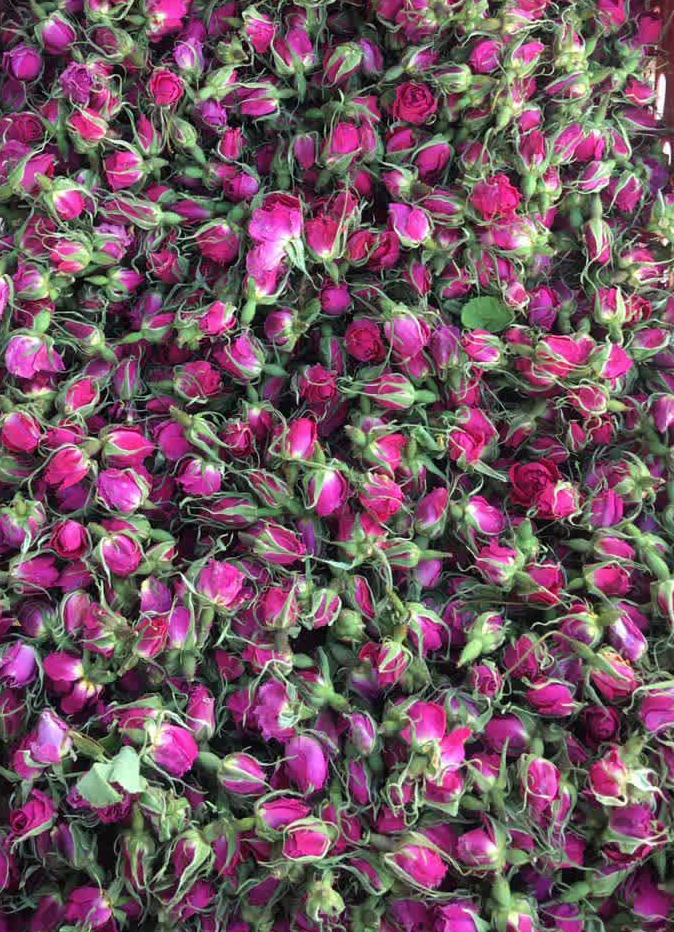 تصویر 3 از فروش غنچه گل محمدی رقم لاله زار کرمان