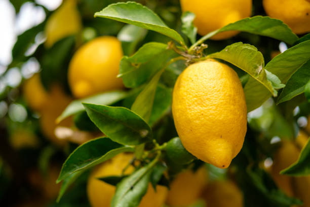 تصویر 4 از قیمت روز لیمو ترش پیوندی پایه لیمو