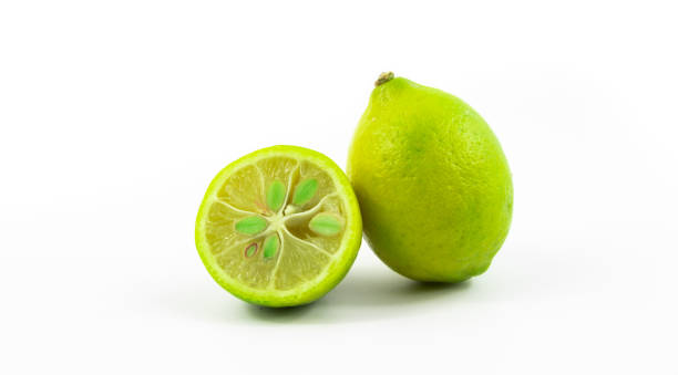 تصویر 4 از معرفی لیمو ترش پاکوتاه مینیاتوری + بهترین قیمت خرید