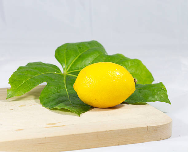 تصویر 2 از خرید لیمو ترش چهارفصل پاکوتاه + قیمت عالی باکیفیت