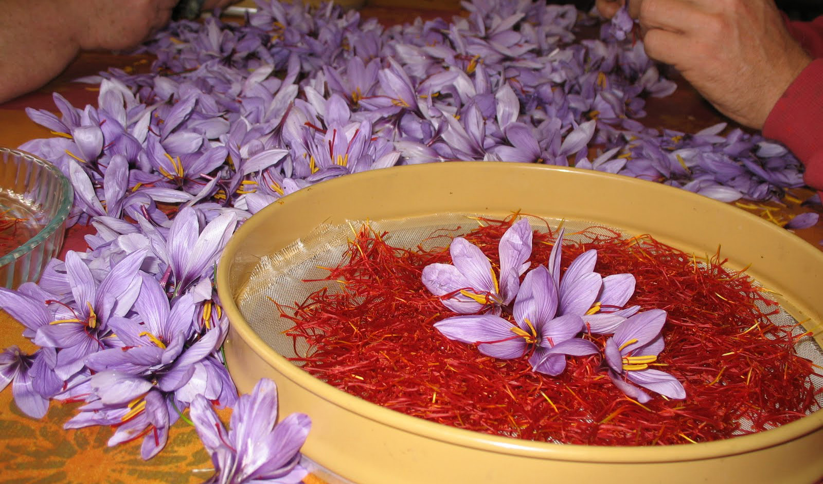 تصویر 5 از خرید زعفران نگین مجتهدی + قیمت عالی باکیفیت