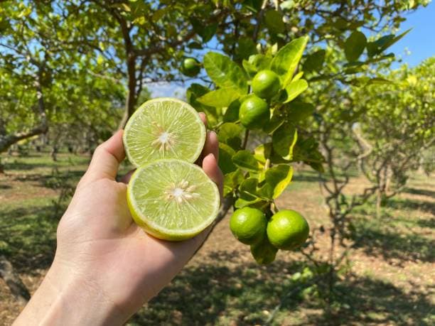 تصویر 4 از قیمت خرید لیمو ترش جنوب با فروش عمده