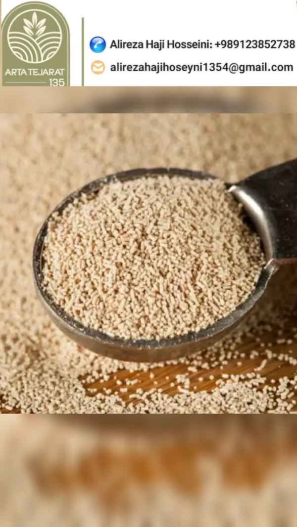 تصویر 1 از خرید عمده خمیر مایه ناب + کیفیت عالی