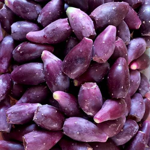 خرید میوه کاکتوس کوچک