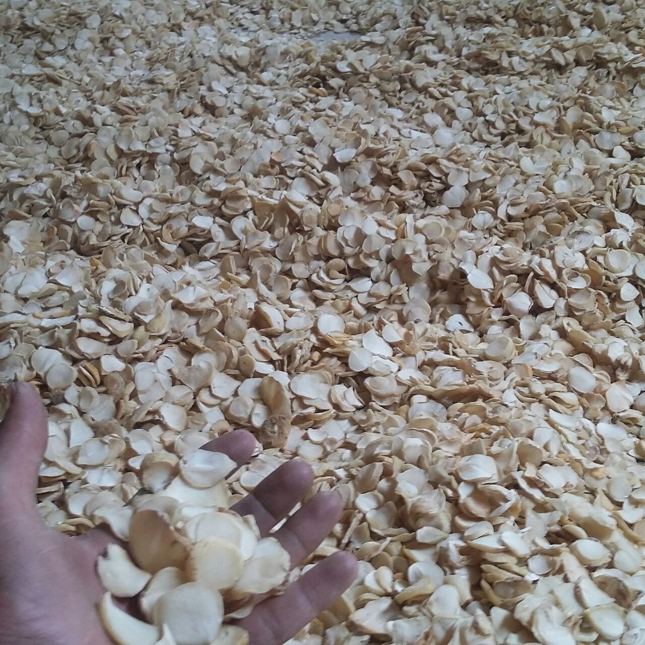 تصویر 4 از فروش عمده موسیر پلاک خشک با کیفیت صادراتی