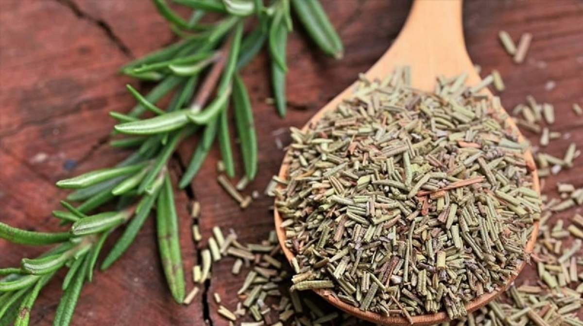 تصویر 2 از خرید عمده رزماری تازه + قیمت فروش ویژه صادراتی