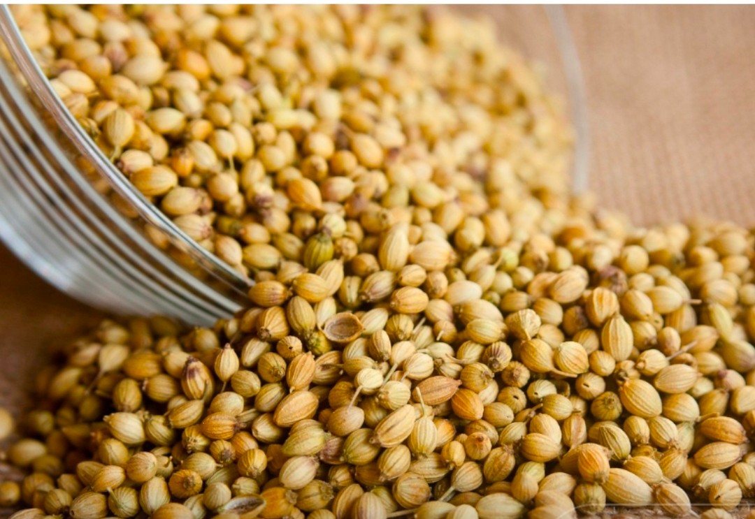 تصویر 1 از خرید تخم گشنیز جهت بسته بندی استاندارد و بهداشتی