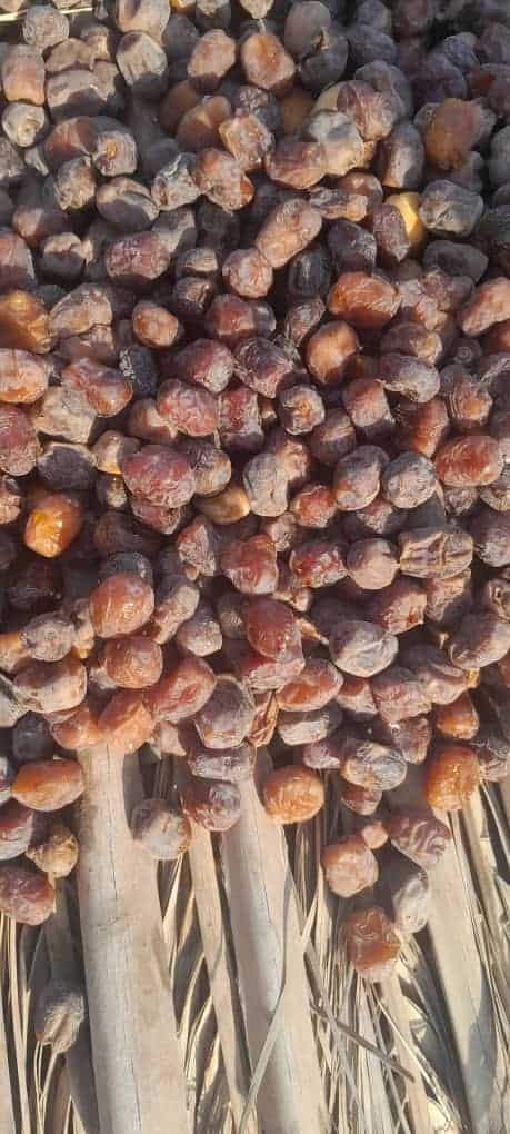 تصویر 1 از قیمت ویژه خرما خاصویی