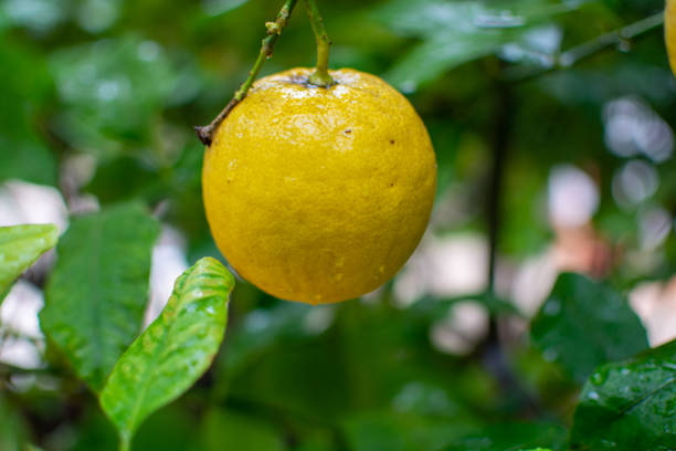 تصویر 1 از قیمت خرید لیموشیرین شیرازی با فروش عمده