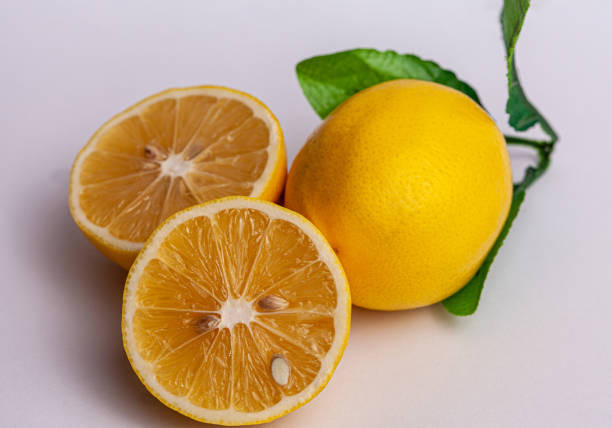 تصویر 4 از قیمت خرید لیموشیرین شیرازی با فروش عمده
