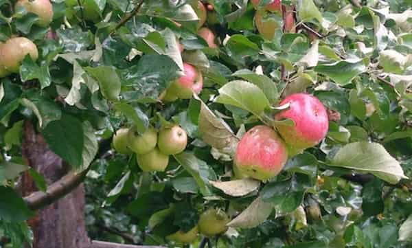 تصویر 1 از خرید و فروش سیب گلاب با شرایط فوق العاده