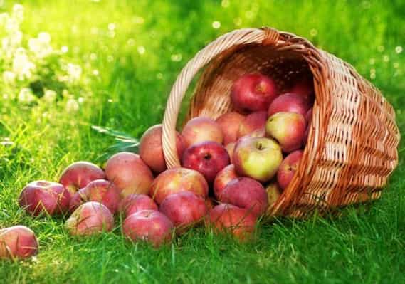 تصویر 3 از انواع سیب درجه یک بهترین قیمت