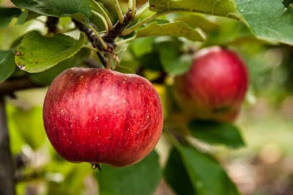 تصویر 1 از خرید و فروش عمده سیب قرمز