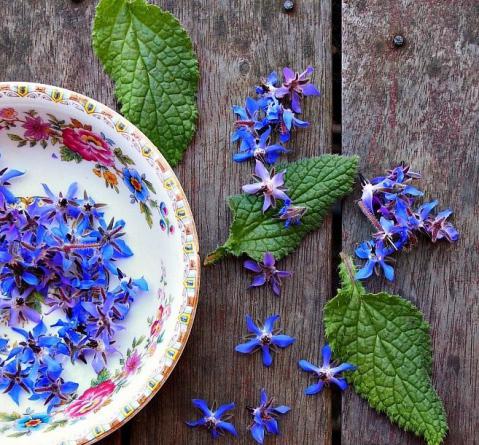 تصویر 3 از فروش عمده دمنوش گل گاوزبان طبیعی و آرام‌ بخش