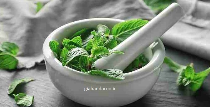 تصویر 3 از خرید و فروش عمده بادرنجبویه (ملیس)