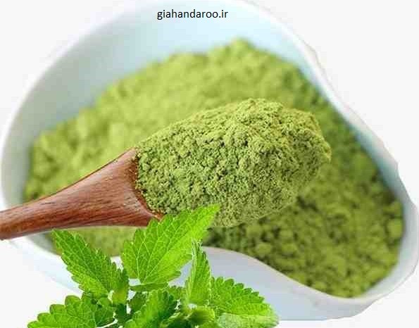 تصویر 4 از خرید و فروش عمده بادرنجبویه (ملیس)
