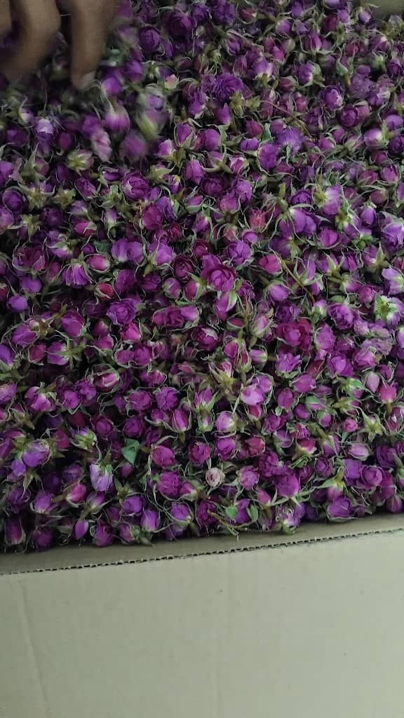 قیمت عمده غنچه گل محمدی خشک + تامین دست اول