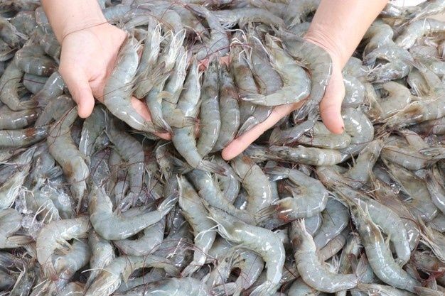 میگوی تازه دریای شمال + قیمت مقرون به صرفه