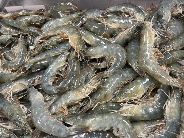 تصویر 1 از میگوی تازه اصل + قیمت مقرون به صرفه