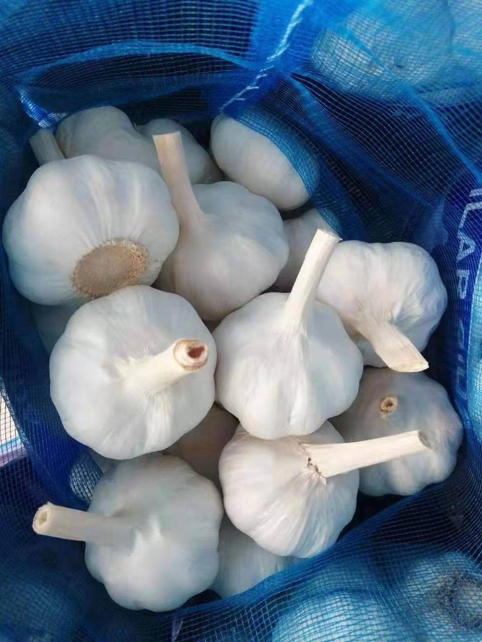 قیمت خرید سیر تازه خشک + فروش ویژه