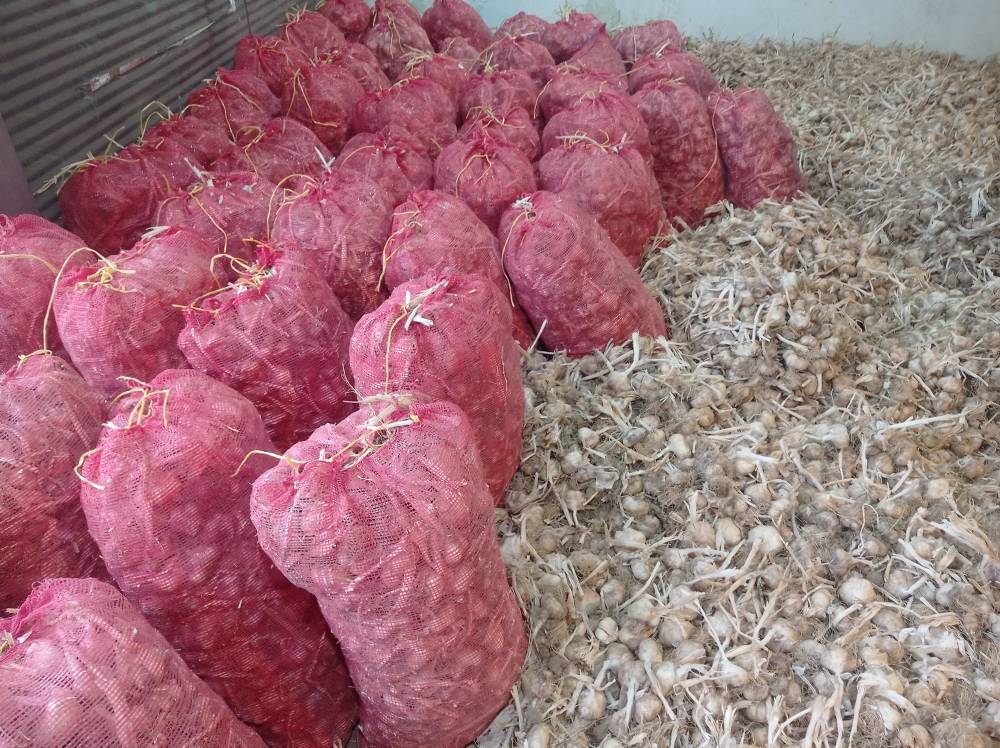 تصویر 3 از قیمت خرید سیر تازه خشک + فروش ویژه