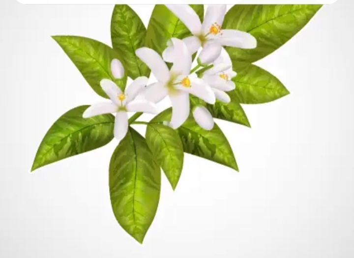 تصویر 1 از عرق بهارنارنج کاشان + خوشبو صادراتی