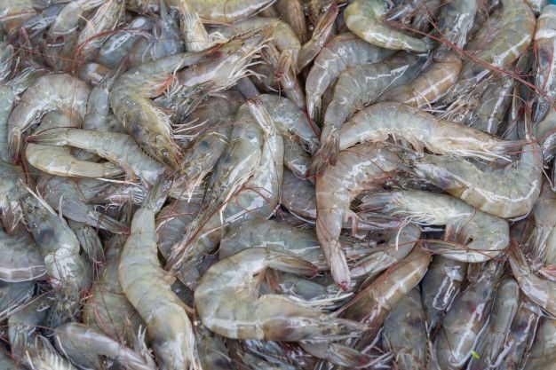 تصویر 1 از میگوی تازه دریای خزر + قیمت مقرون به صرفه