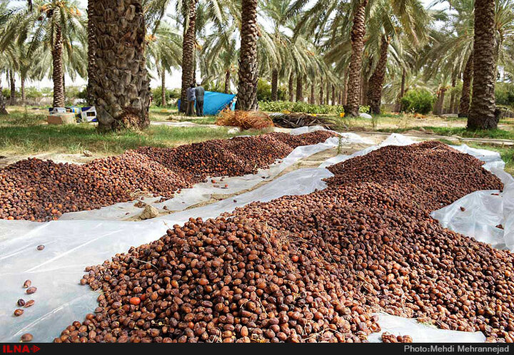 فروش + خرما مضافتی ضایعات تهران