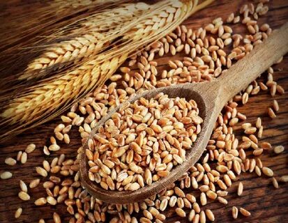 گلوتن گندم ویژه با خلوص بالا