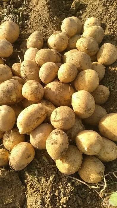 تصویر 1 از قیمت خرید سیب زمینی طلایی