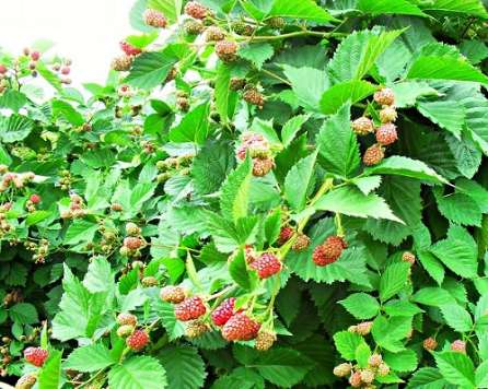 تصویر 4 از قیمت نهال رزبری + فروش نهال رزبری شناسنامه دار