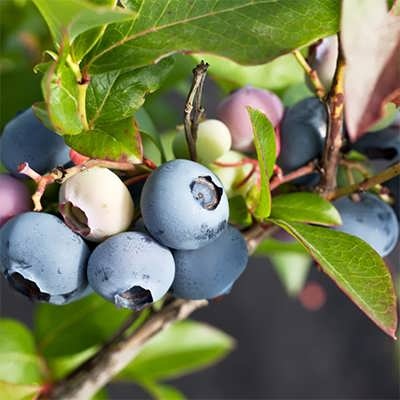 تصویر 4 از فروش عمده نهال بلوبری رقم سردسیر + بستر کشت تخصصی