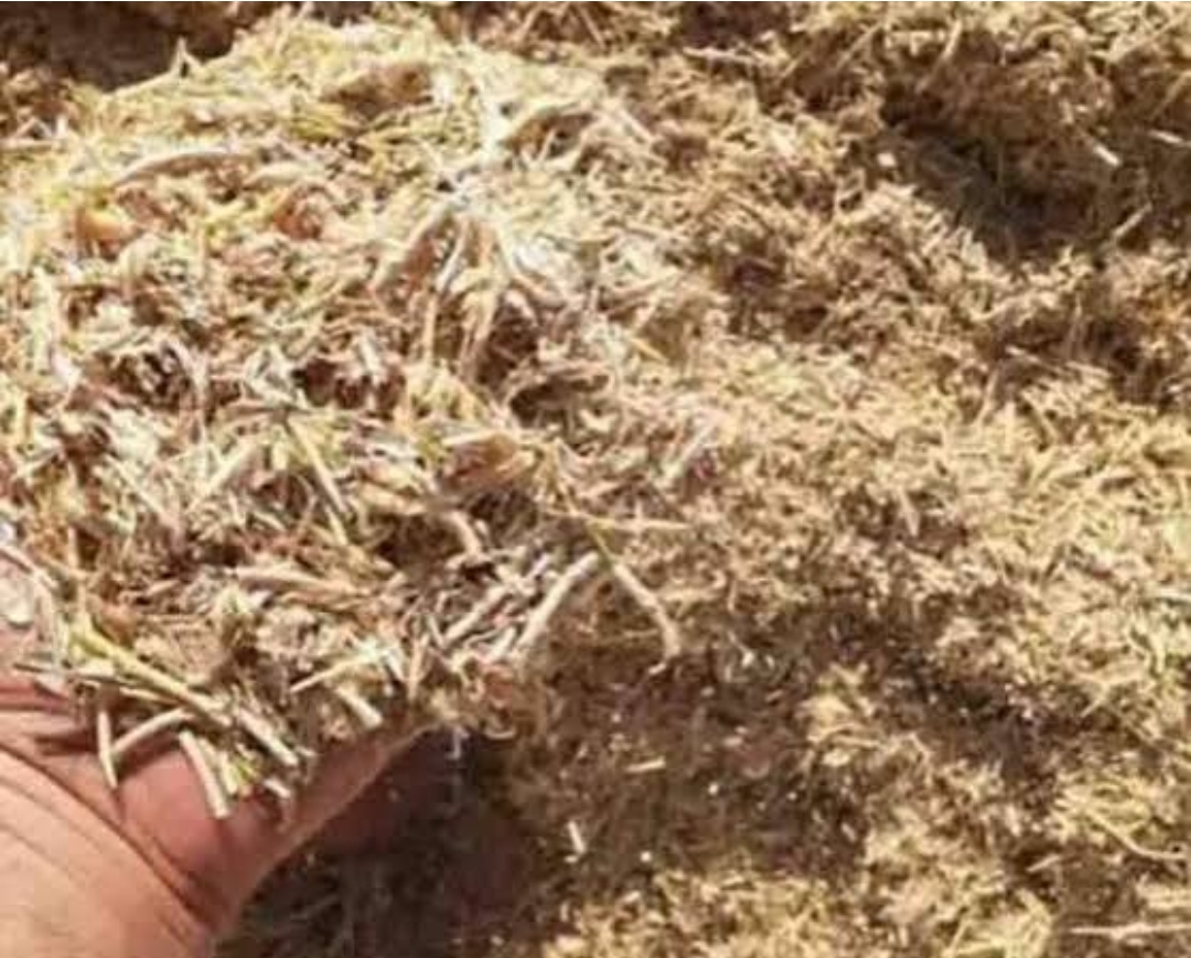 خرید کاه مرغوب اراک