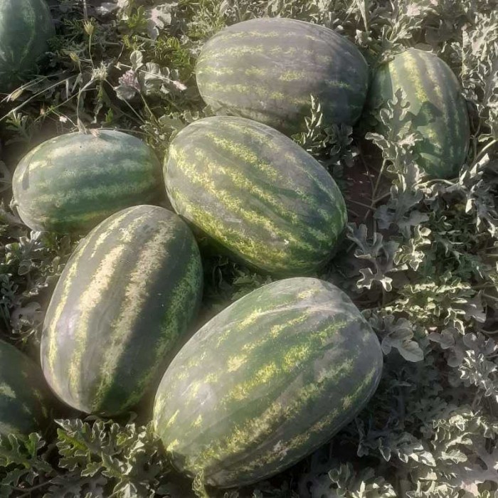 هندوانه