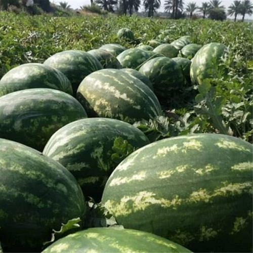 فروش عمده هندوانه b32 + شرایط خرید