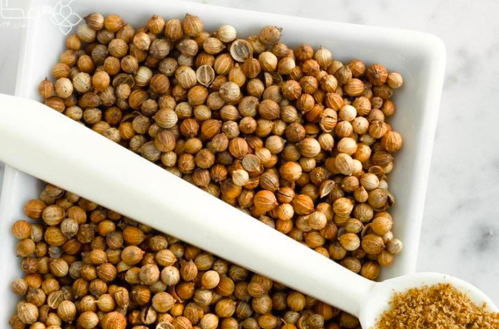 خرید تخم گشنیز آنلاین در بوشهر با آناهیتا گشنیز