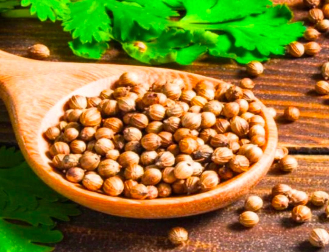 خرید آنلاین تخم گشنیز عمده در اردبیل از آناهیتا گشنیز