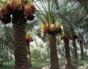 تصویر 1 از خرما مضافتی احسان انتخابی خوش طعم برای سبد محصولات غذایی