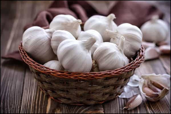 تصویر 4 از قیمت سیر تازه شیرین + خرید باور نکردنی
