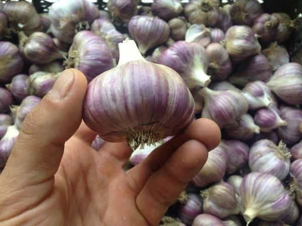 تصویر 2 از قیمت سیر تازه شیرین + خرید باور نکردنی