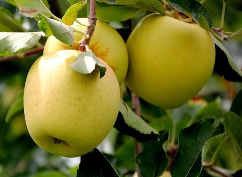 تصویر 2 از خرید و قیمت سیب زرد لبنانی + فروش عمده