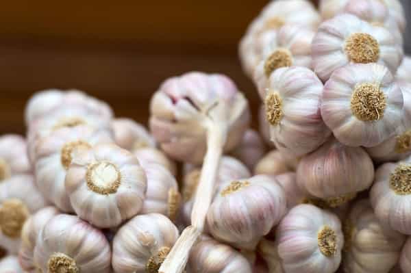 تصویر 3 از قیمت خرید سیر نرم گردن عمده به صرفه و ارزان
