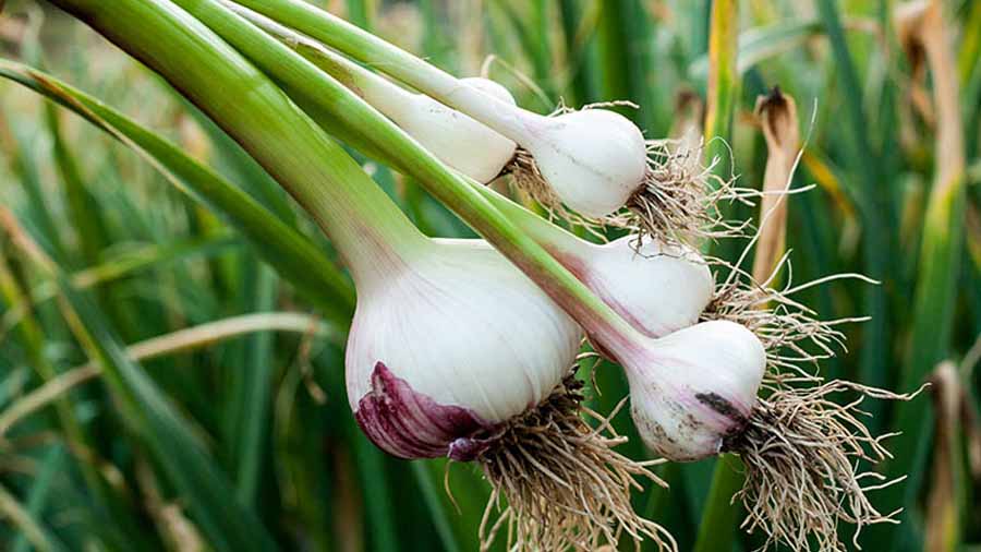 تصویر 5 از خرید و قیمت سیر خوراکی + فروش عمده