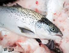تصویر 1 از فروش ویژه ماهی سالمون صادراتی ممتاز
